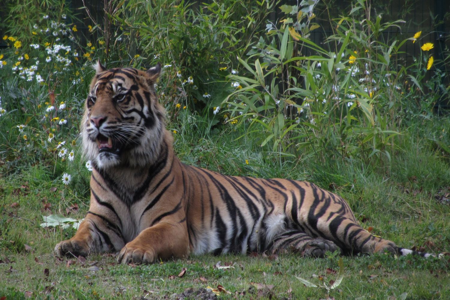 Dublin Zoo tiger (a)