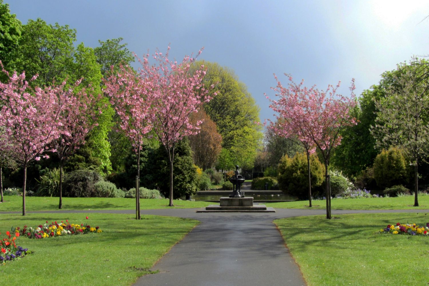 pink blossom in Herbert Park (a)